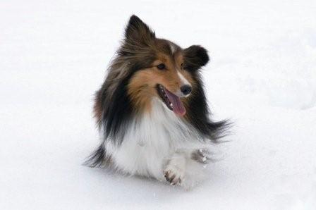 2009030607 足が短いのではなく・・・埋まってるの!.jpg