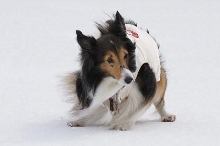 2009030728 私が歩くと沈むんですけど・・・ミルキー (2).jpg