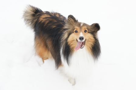 2009030608 僕・・・疲れたでしゅ.jpg