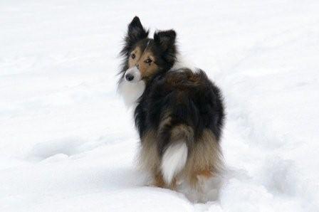 2009030609 ミルキーどこ行くの?.jpg