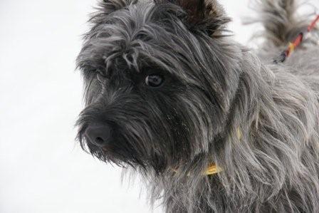 2009030610 ボギーのアップ.jpg