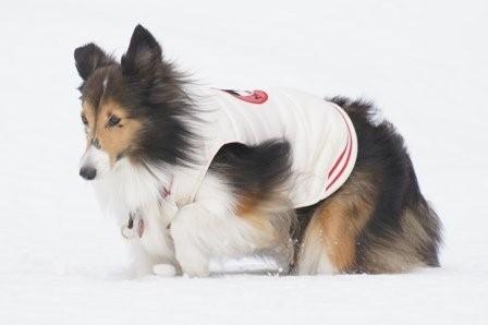 2009030729 歩きずらい!.jpg