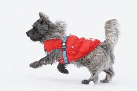 2009030730 ボギーは身軽だね.jpg