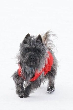 2009030731 僕も楽しいよ! ・・・ボギー.jpg