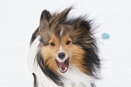 2009030732 ガァァ~.jpg