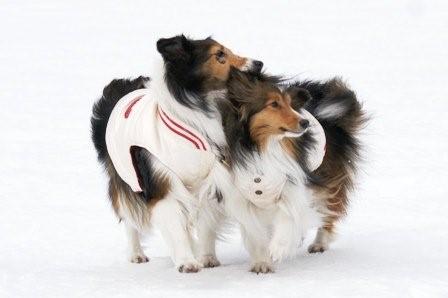 2009030733 寄り添えば暖かい? ってことでもないね.jpg