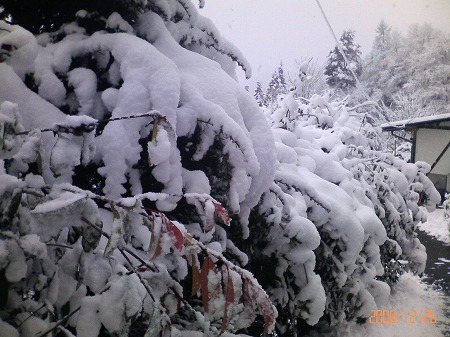 暮れの雪