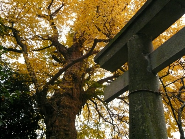 鳥居なめ