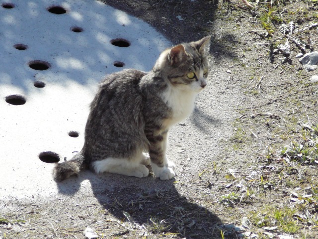 おおいにゃん