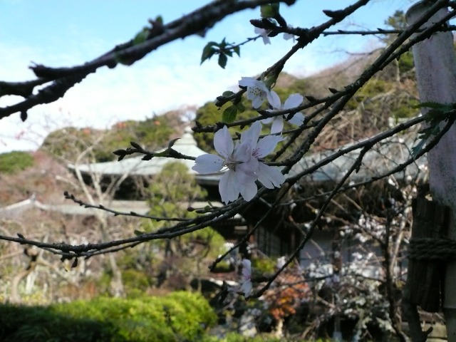 冬桜