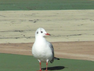 ユリカモメ