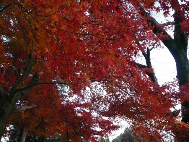 最後の？紅葉