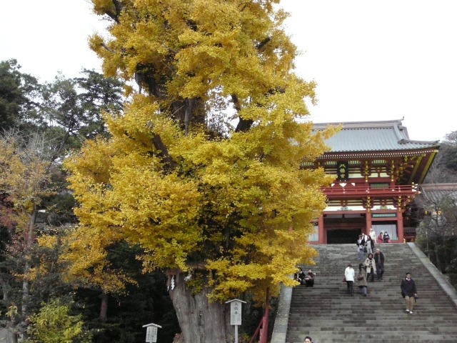 大銀杏