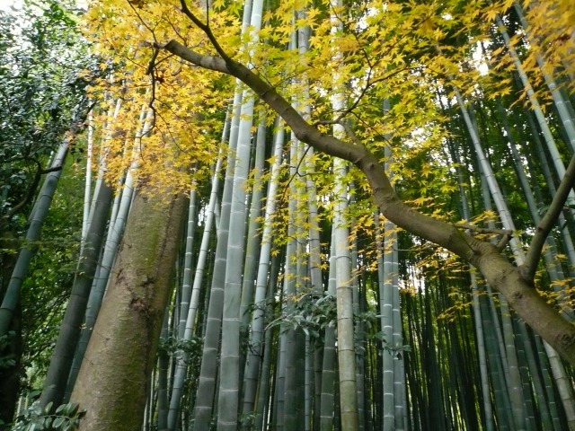 竹　ＷＩＴＨ　紅葉