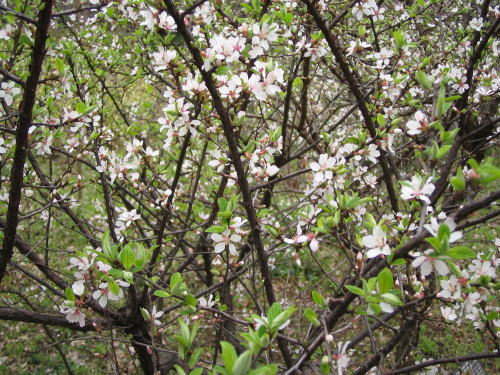 山桜桃