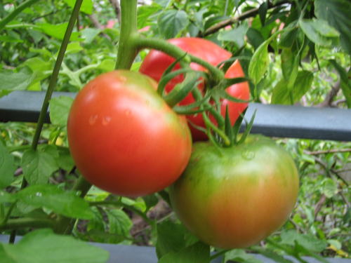 ベランダ菜園　トマト