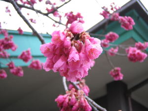 自性院の桜