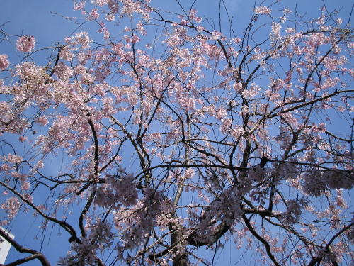 経王寺の枝垂桜