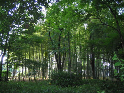 蘆花公園の竹林
