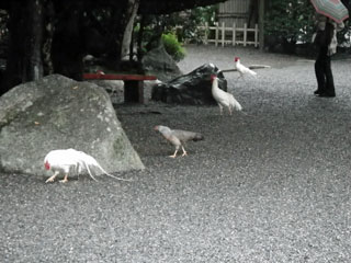 2011-10-07_1133.jpg