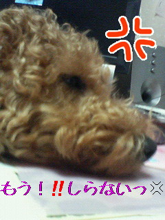 もう知らない！