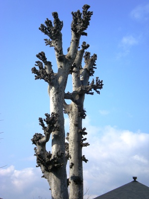 修学院離宮付近