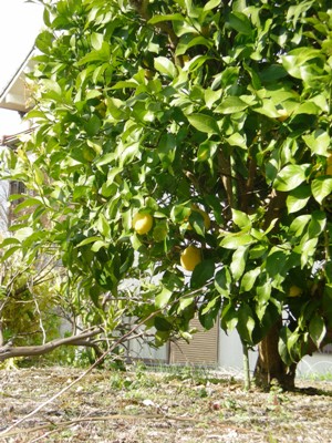 レモンの木