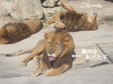 動物３.jpg