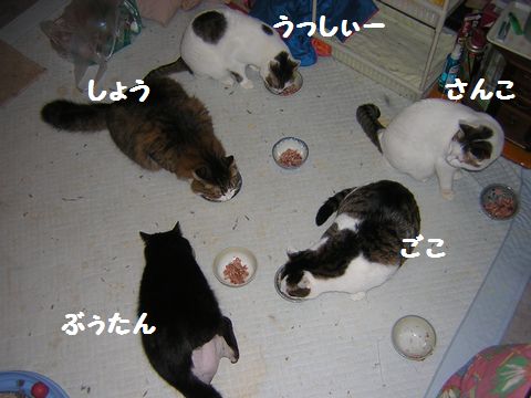 ごはん.jpg