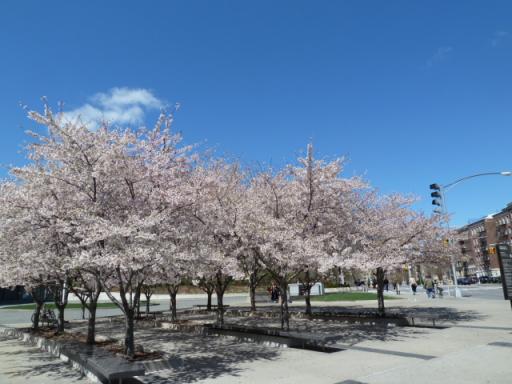 ブルックリン美術館前の桜