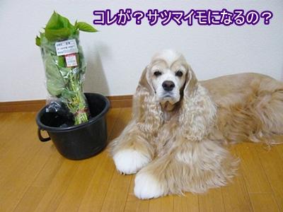 これが？さつまいもの苗.JPG
