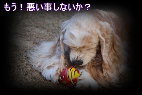 どちらが悪いの？.JPG