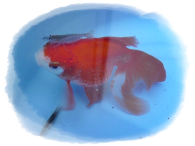 金魚に乗ったエビちゃん.JPG