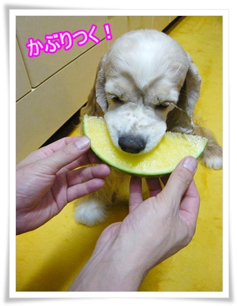 スイカにかぶりつく犬！.JPG