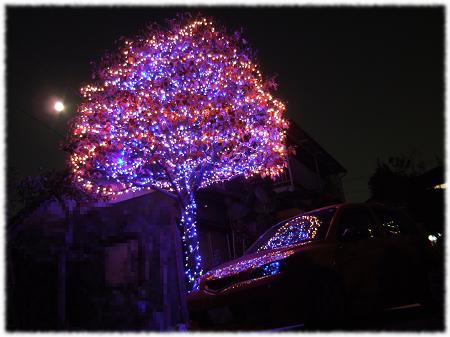 我が家の巨大クリスマスツリー!!