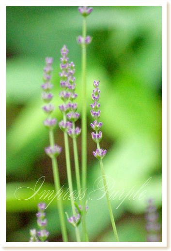 'Impress Purple'