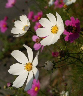コスモス