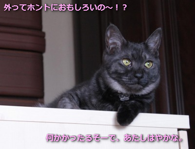 マグちゃんはインドア派