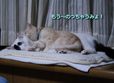 チコビィ仲良し2