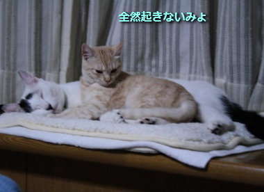 チコビィ仲良し3