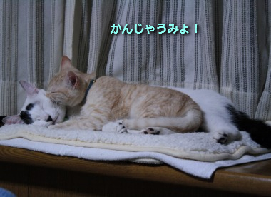 チコビィ仲良し4