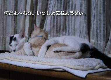 チコビィ仲良し5