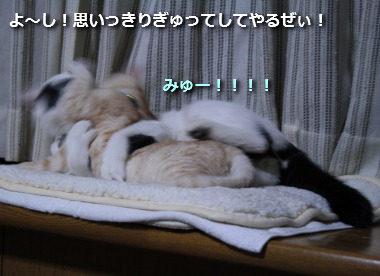 チコビィ仲良し7