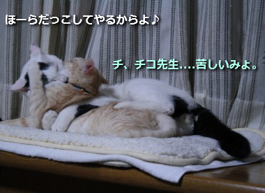 チコビィ仲良し8