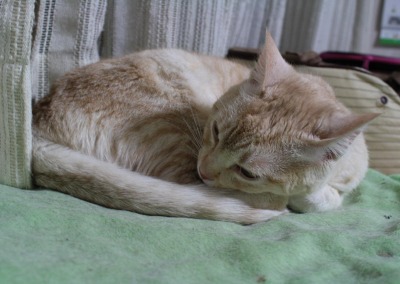 帰ってきたビィ