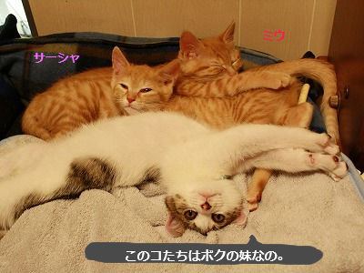 チャトラ姉妹とパスタ