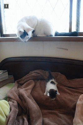 チコリ先生とパスタ