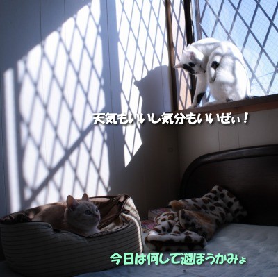 チコ・ビィ天気がいい日の窓辺