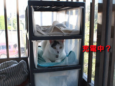 チコリ先生充電中