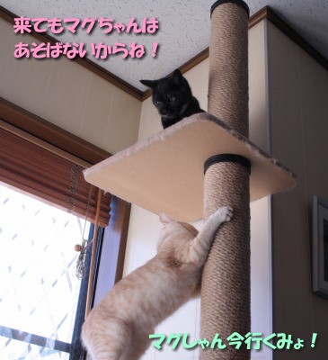 ビィ、マグのところへ行こうとする1